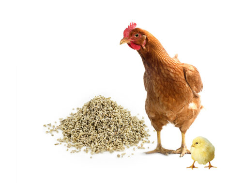 10-kurczak-kura-wermikulit-vermiculite-bioverm